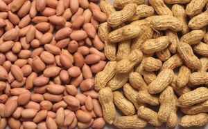 Groundnut