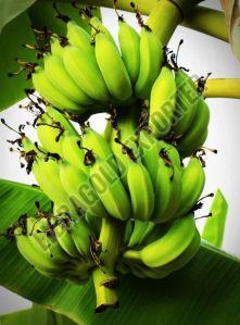 Fresh William Banana