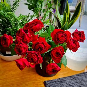 Fresh Rose Flower