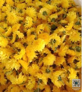 Fresh Yellow Chamanthi Flower