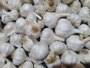 A Grade Garlic