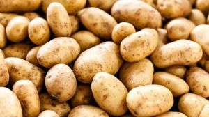 A Grade Potato