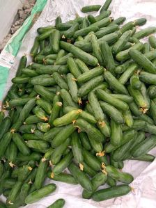 A Grade Green Fresh Cucumber
