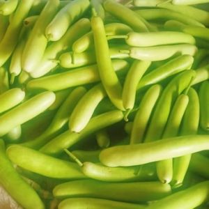 Fresh Bottle Gourd