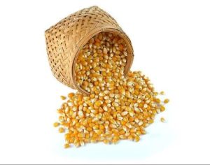 Yellow Maize Seeds