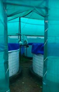 Biofloc Fish Farming Service