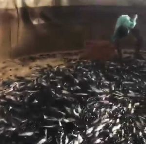 Biofloc Fish Farming Service