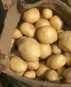 A Grade 302 Potato