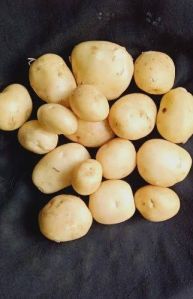 Fresh Kufri Mohan Potato