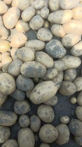 Fresh Chipsona 1 Potato