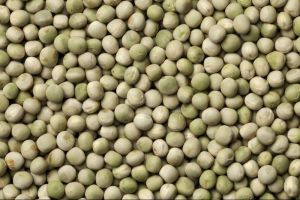 Green BL 11 Pea Seed