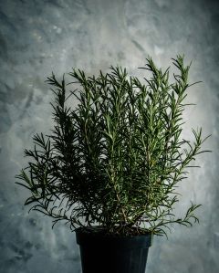Fresh Rosemary