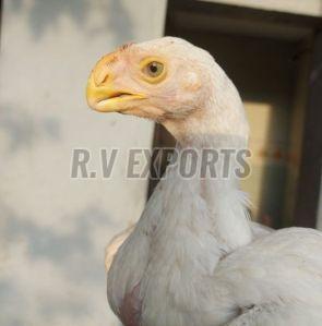Aseel Chicken