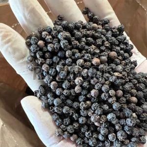 550G/L Asta Black Pepper Seeds