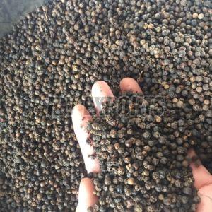 550G/L Black Pepper Seeds