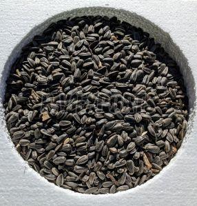 Black Sunflower Seeds