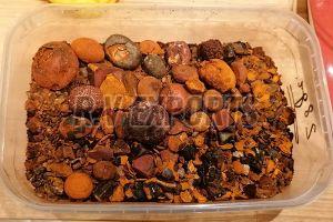 Cattle Gallstones
