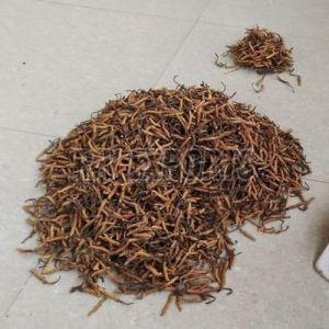 Cordyceps Sinensis Mushroom