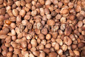 Shea Nut
