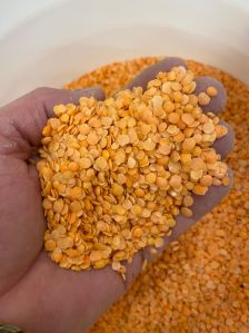 Red Lentil