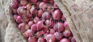 Organic Red Onion