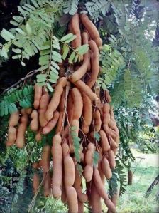 Tamarind