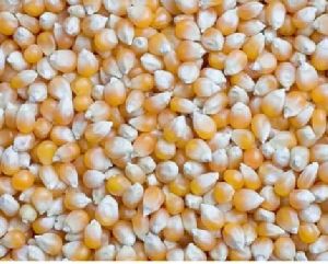 Maize