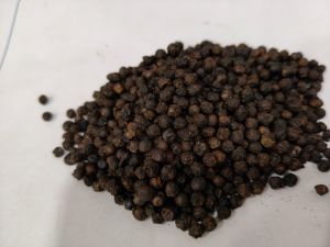 Organic Black Pepper Seeds