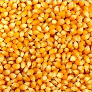 Dried Sweet Corn