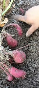 Pink Sweet Potato