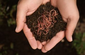 Live Earthworm