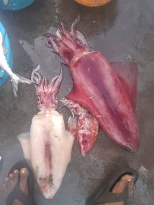 red raw squid