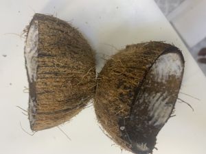 Coconut Shell