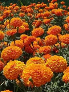 Fresh Marigold Flower