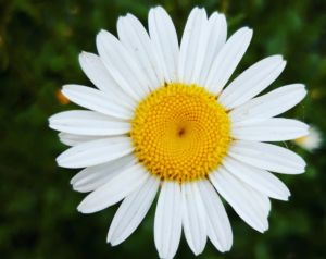Fresh Daisy Flower