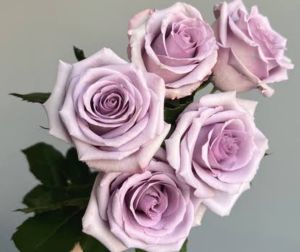 Fresh Lavender Rose Flower