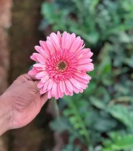Fresh Light Pink Gerbera Flower
