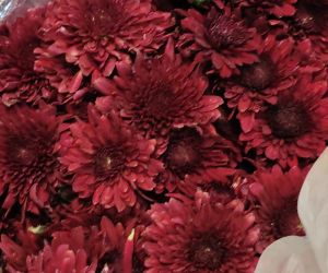 Fresh Maroon Carnation Flower
