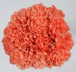 Fresh Orange Carnation Flower