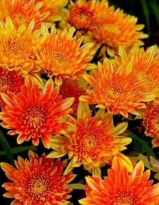Fresh Orange Chrysanthemum Flower