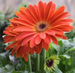 Fresh Orange Gerbera Flower