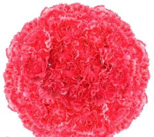 Fresh Pink Carnation Flower