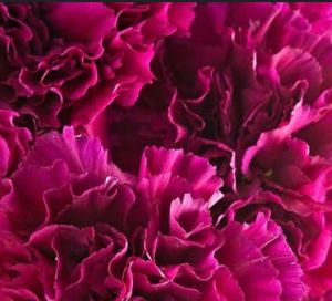 Fresh Rani Pink Carnation Flower