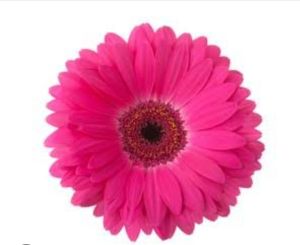 Fresh Rani Pink Gerbera Flower