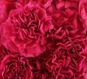 Fresh Red Carnation Flower