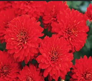 Fresh Red Chrysanthemum Flower
