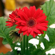 Fresh Red Gerbera Flower