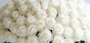 Fresh Rose Flower