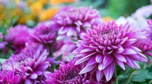 Fresh Royal Purple Chrysanthemum Flower