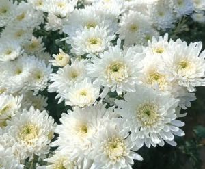 Fresh White Chrysanthemum Flower